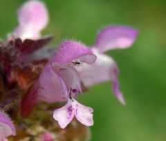 Blühende Taubnesseln im Garten