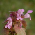 Blühende Taubnesseln im Garten