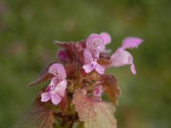 Blühende Taubnesseln im Garten