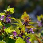 Blühende Taubnesseln (Lamium)