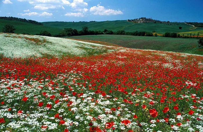 Blühende Toscana