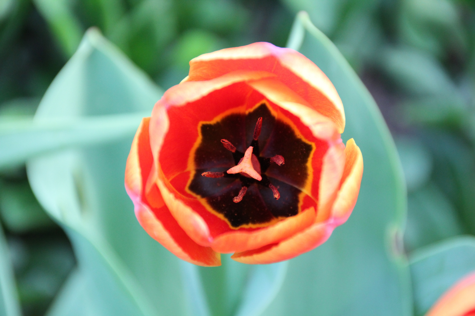 Blühende Tulpe