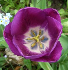 Blühende Tulpen - ein Vorgeschmack auf den Frühling 