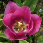 Blühende Tulpen - ein Vorgeschmack auf den Frühling 