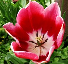 Blühende Tulpen - ein Vorgeschmack auf den Frühling 