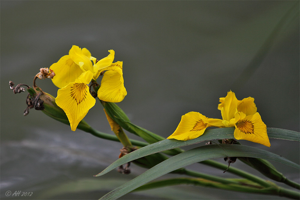 Blühende Ufer