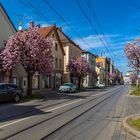 Blühende Ulmer Straße