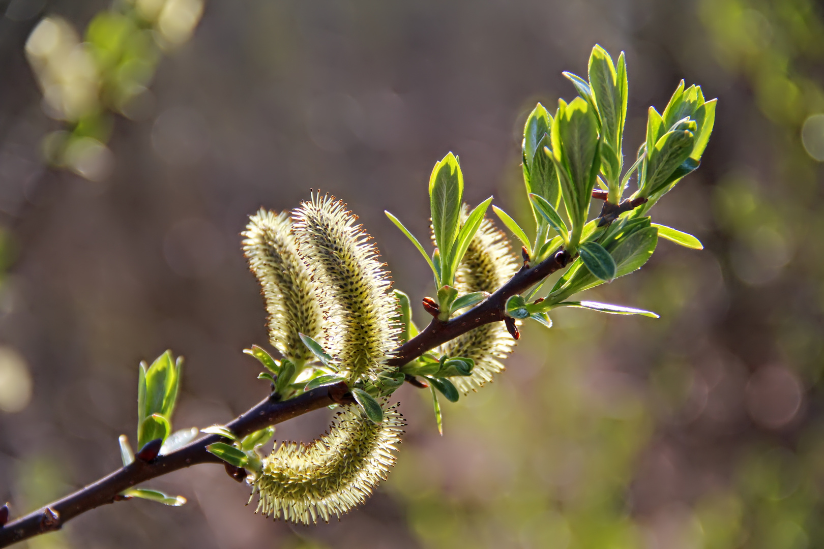 blühende und austreibende Weide  -  blooming and sprouting willow