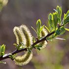 blühende und austreibende Weide  -  blooming and sprouting willow