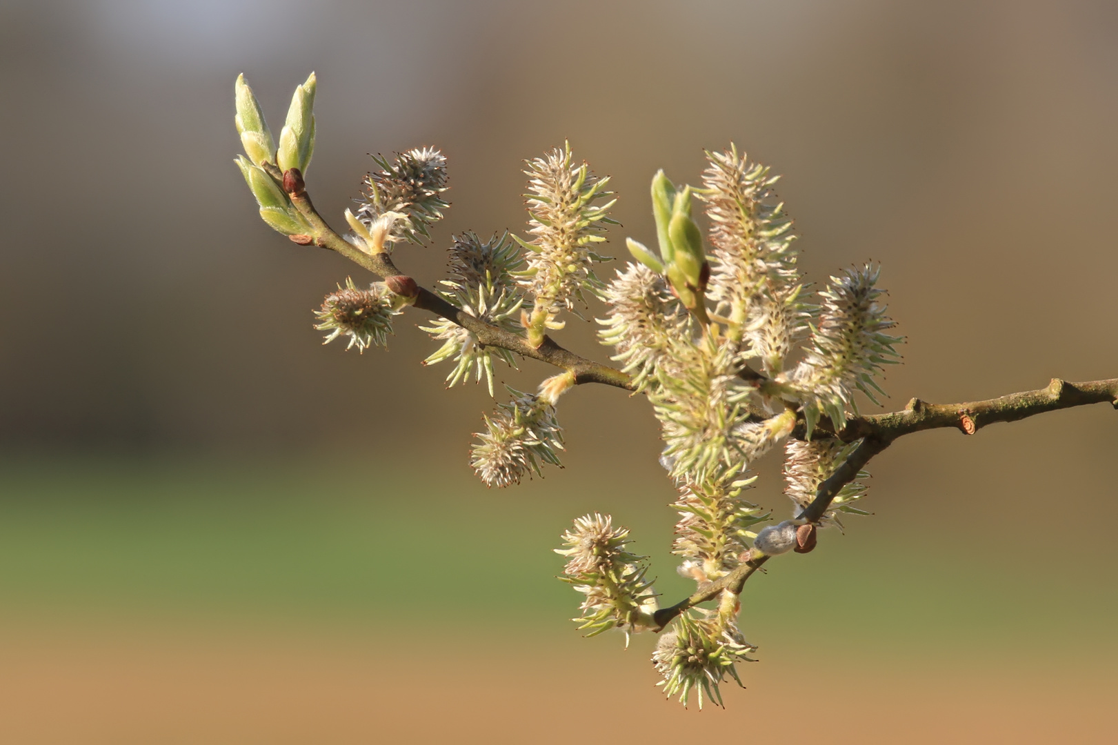 blühende und austreibende Weide II  -  blooming and sprouting willow II