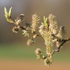 blühende und austreibende Weide II  -  blooming and sprouting willow II