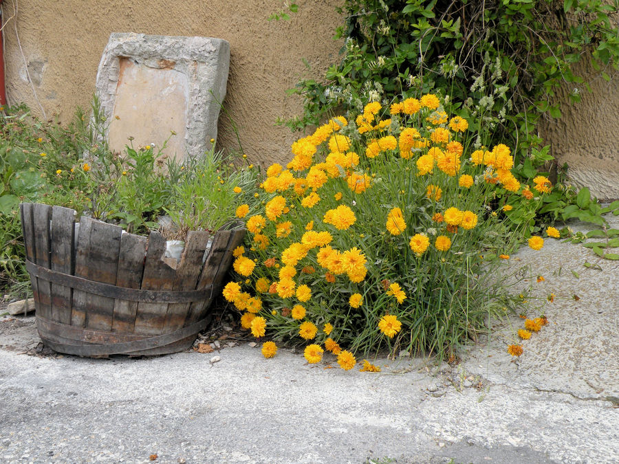 Blühende Vergänglichkeit in der Provence