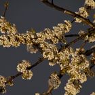 BlühEnde vor dem Regen 2