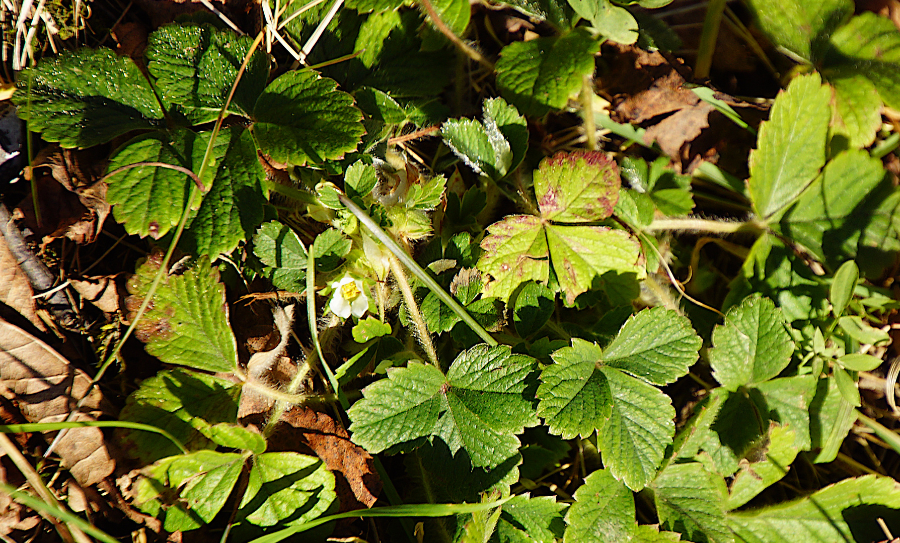 Blühende Walderdbeeren am 17. Januar