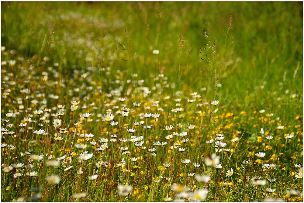 Blühende Waldlichtung