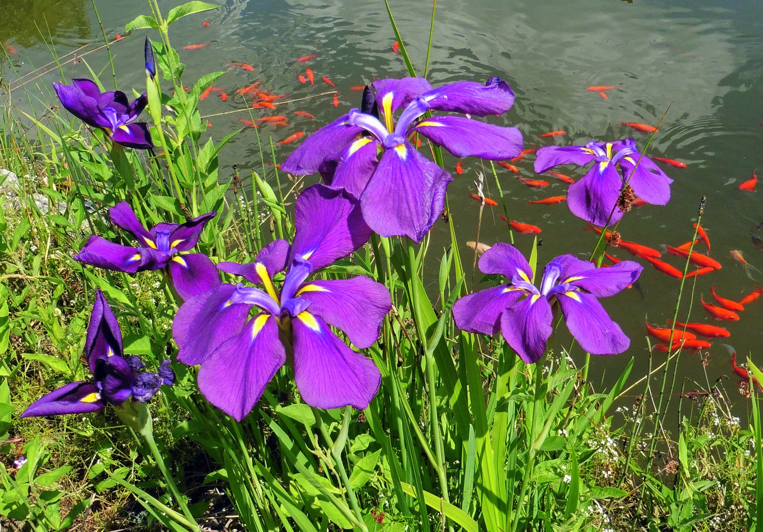 - Blühende Wasserlilien am Gartenteich-