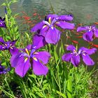 - Blühende Wasserlilien am Gartenteich-