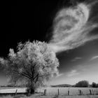 Blühende Weide und Wolken