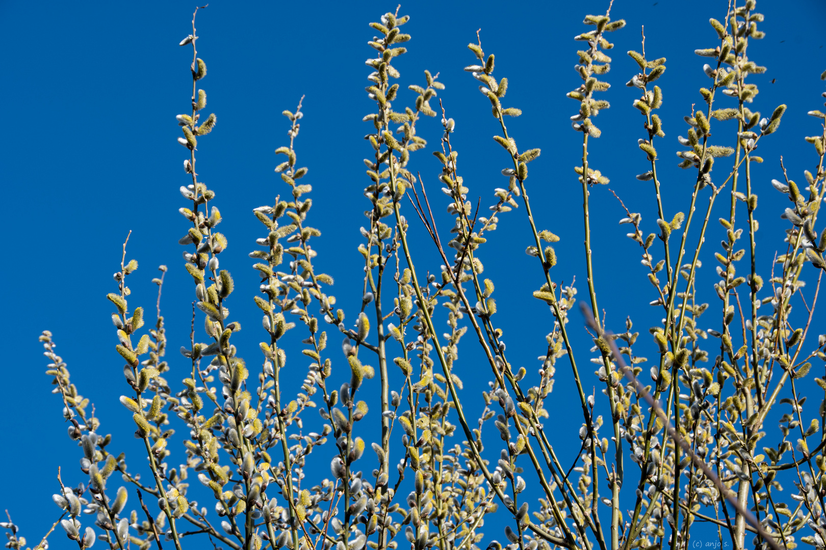 Blühende Weide vor blauem Himmel