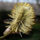 Blühende Weidekätzchen in Telgte