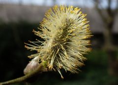 Blühende Weidekätzchen in Telgte