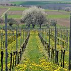 ~~~ Blühende Weinberge ~~~