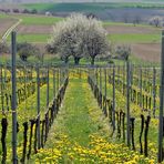 ~~~ Blühende Weinberge ~~~