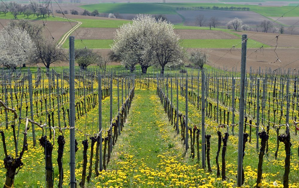 ~~~ Blühende Weinberge ~~~