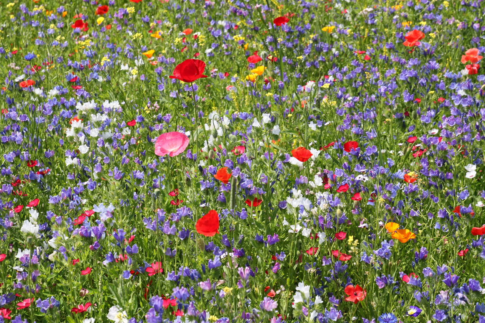 Blühende Wiese Foto & Bild naturkreativ, blumen und pflanzen, natur