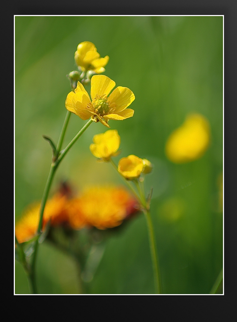 Blühende Wiese