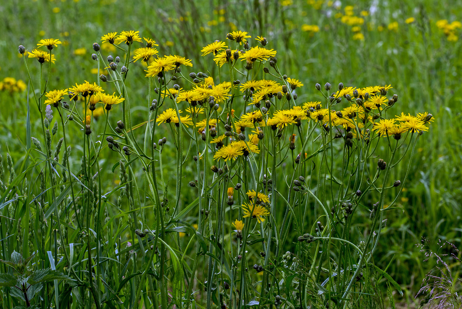 Blühende Wiese