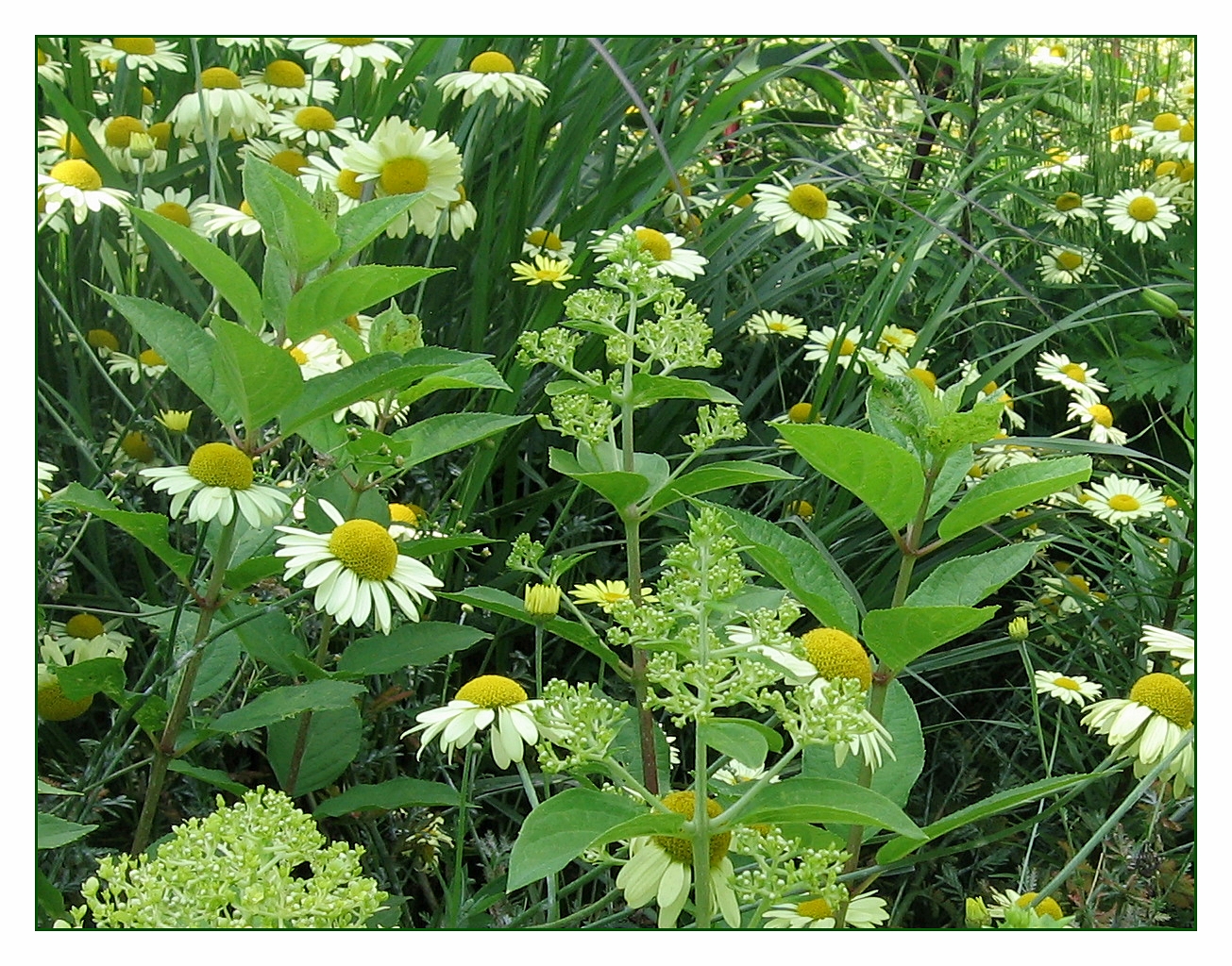 Blühende Wiese