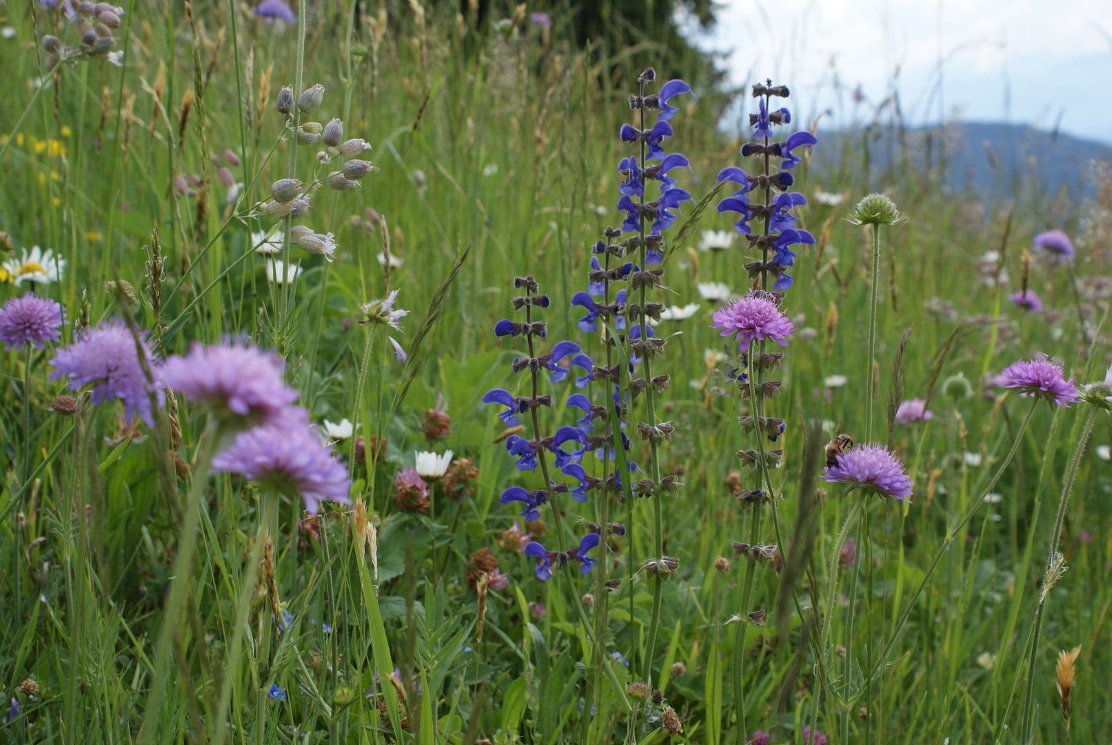 Blühende Wiese