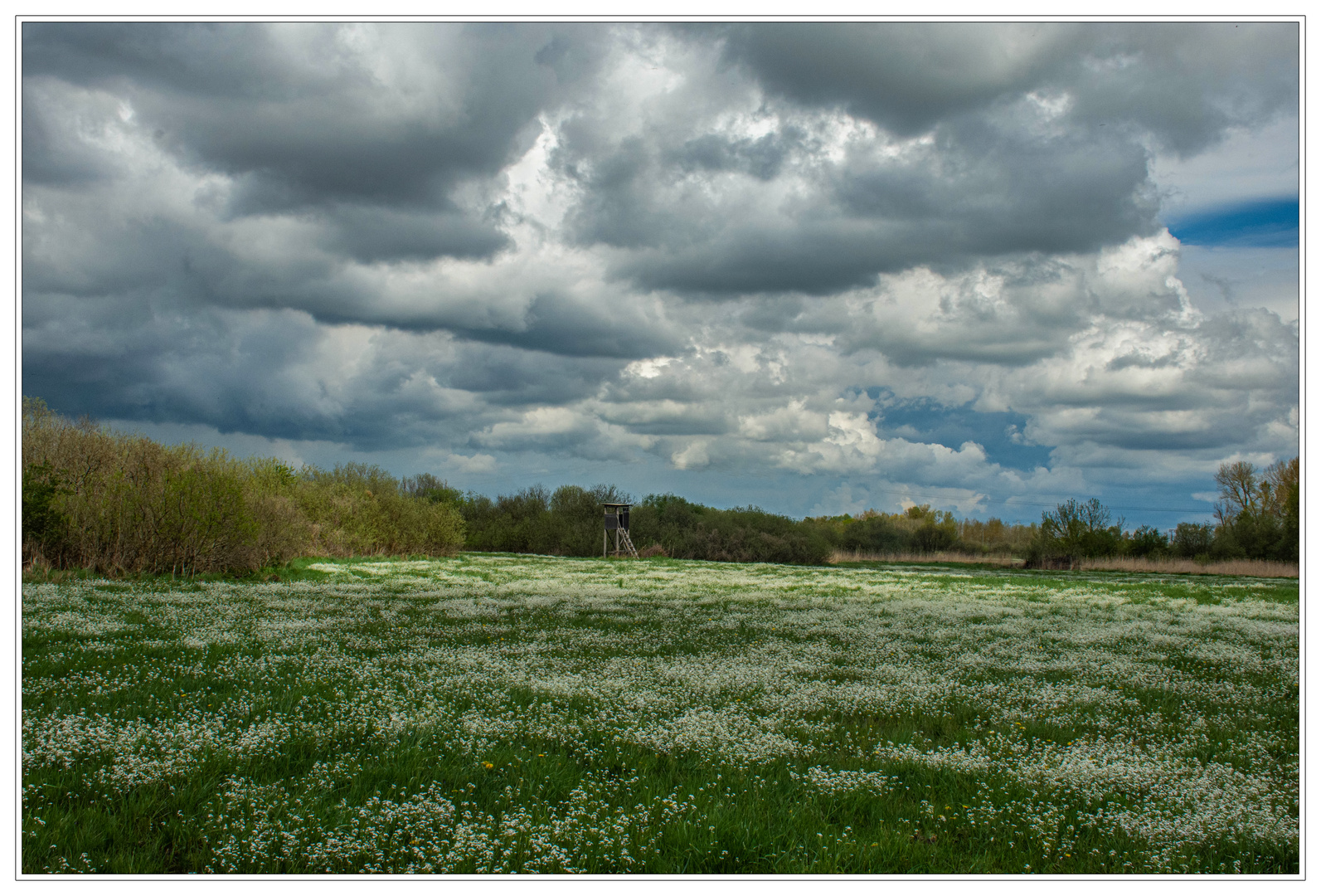 Blühende Wiese im Tollensegrund