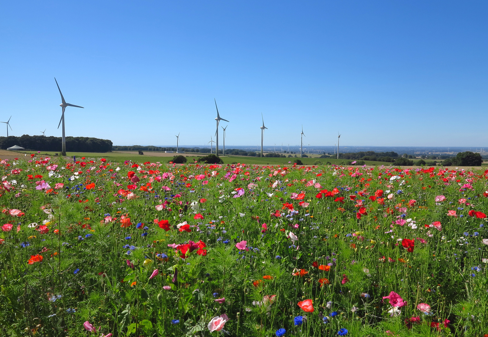 Blühende Wiese in der Soester Börde