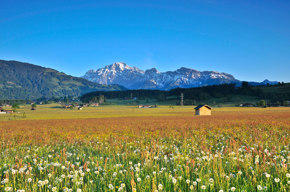 Blühende Wiese vor Birnhorn