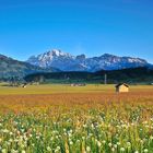 Blühende Wiese vor Birnhorn