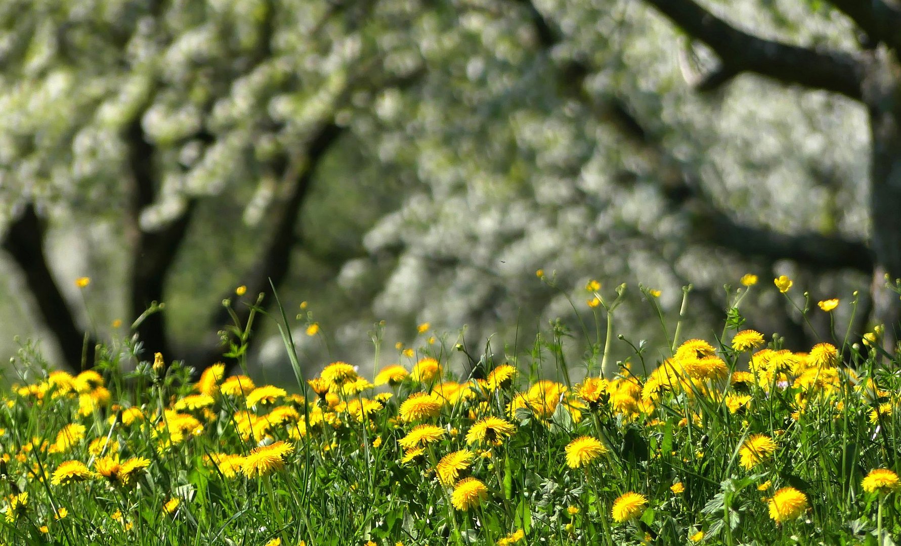 Blühende Wiesen Foto &amp; Bild | frühling, blüten, streuobstwiesen Bilder ...