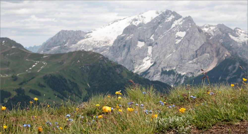 Blühende Wiesen und Schneeberge