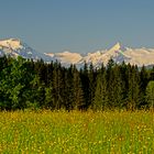 Blühende Wiesen - weise Berge