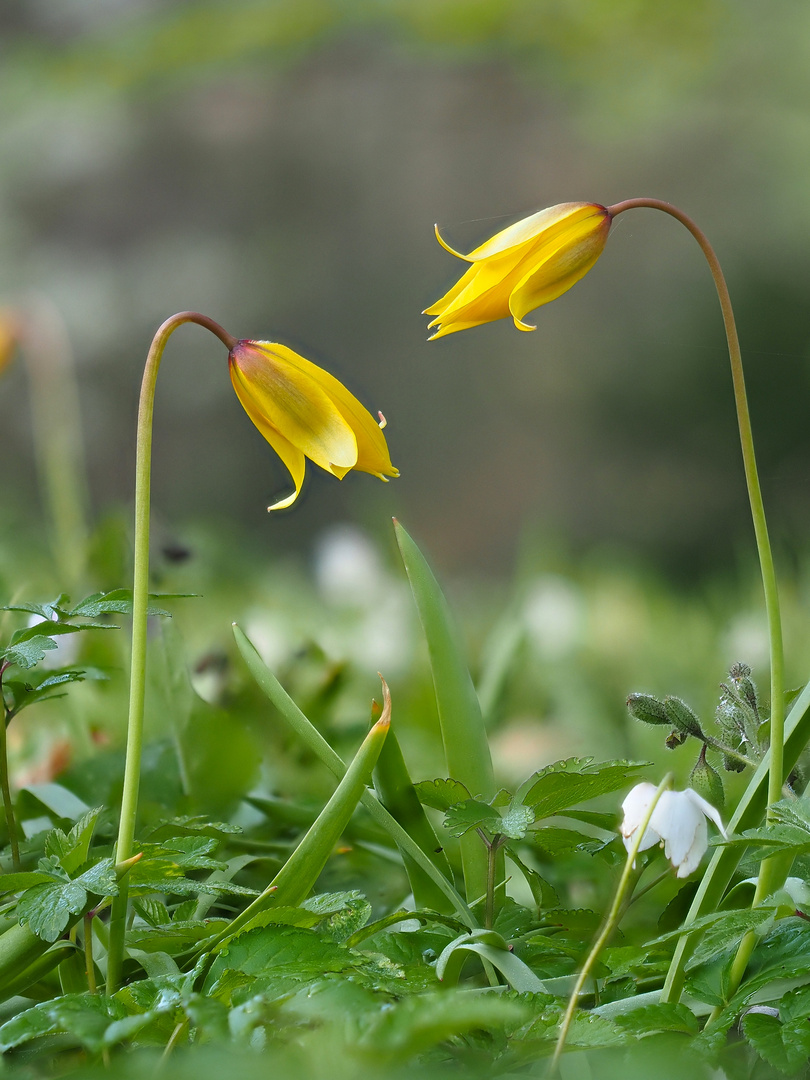 Blühende Wildtulpen