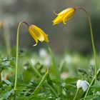 Blühende Wildtulpen