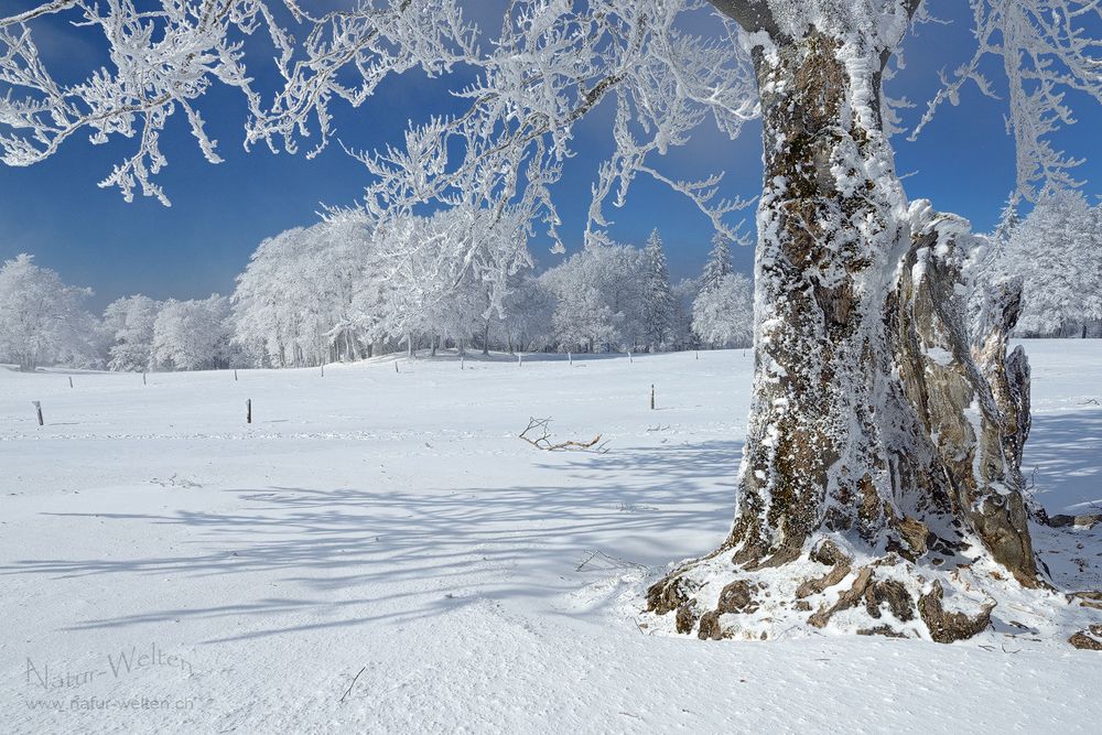 Blühende Winterbäume