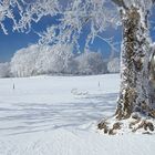 Blühende Winterbäume