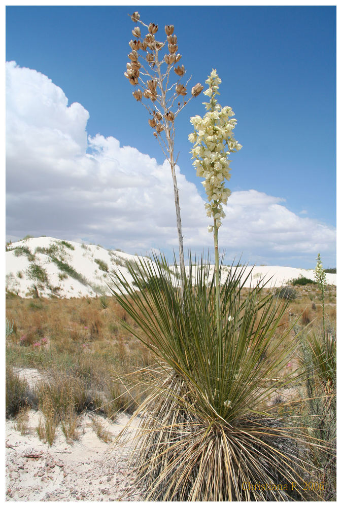 Blühende Yucca