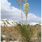 Blühende Yucca