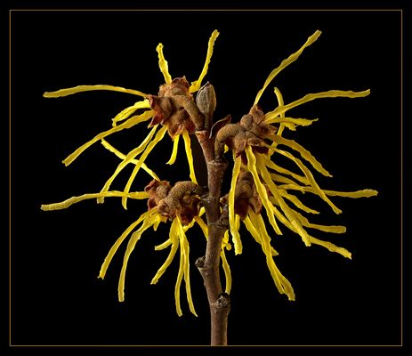 Blühende Zaubernüsse schmücken die winterlichen Gärten