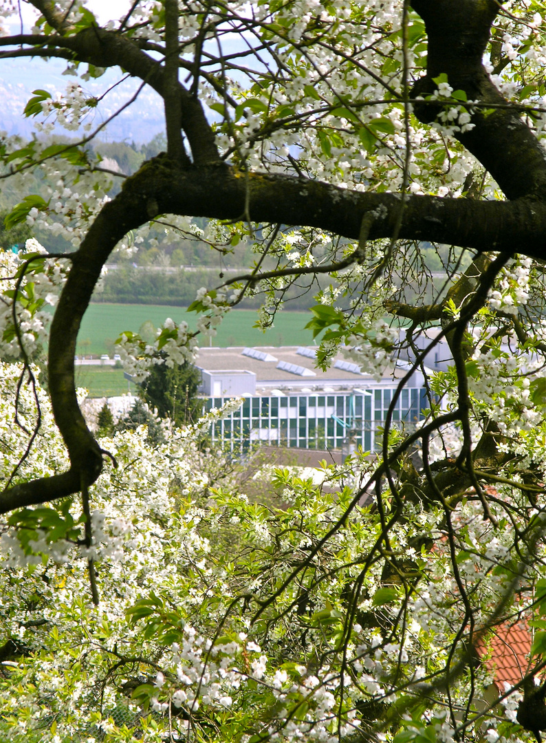 Blühende Zweige – Industrie und Natur