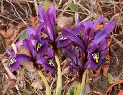 Blühende Zwerg-Iris in Nachbars Garten