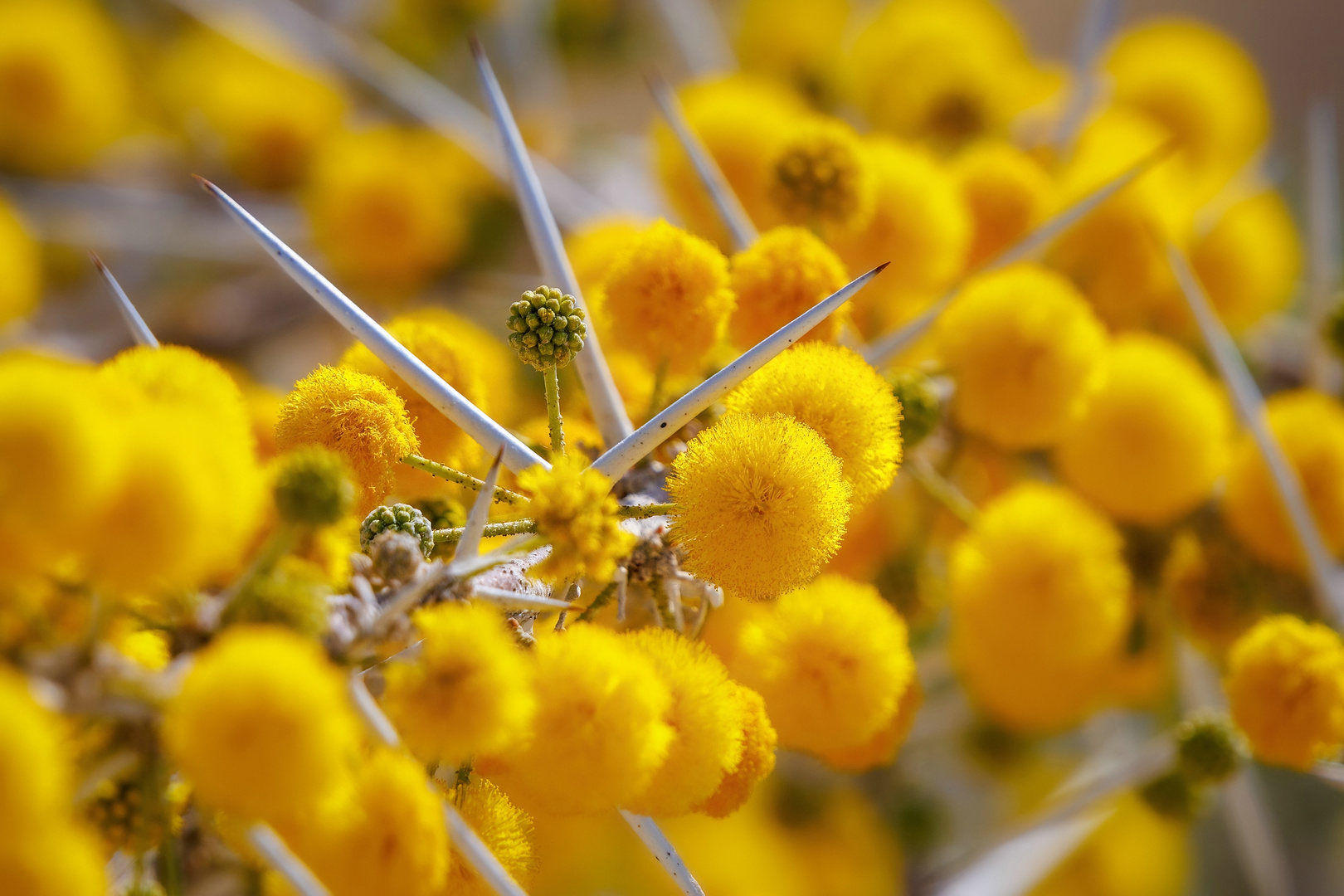 ~ Blühender Acacia Dornbusch ~